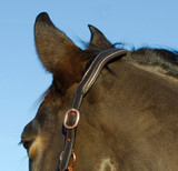 Rocco Italia Turin Leather Headcollar