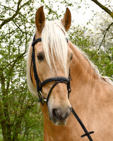 Rhinegold Elegance Stitched Flash Bridle