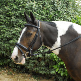 Windsor Leather Comfort with Flash Bridle