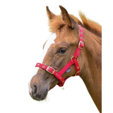 Shires Foal Headcollar