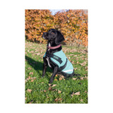 Made in the UK, our canvas dog coat is designed using a traditional waterproof and rot proof canvas with soft tartan lining

Ultimate traditional dog coat offering your dog supreme protection

3 stunning colours, black, green and purple

Easy no hassle fitting