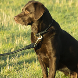 A sleek rolled leather collar that is guaranteed to keep your dog comfortable. Featuring robust hardware for durability and longevity. Includes a gorgeous Benji & Flo matching dog tag to engrave your dog’s name on. The adjustable buckle design ensures a perfect fit every time. Before purchasing, please view our size guide to ensure you get the best possible fit for your dog. We also recommend that you must be able to fit two fingers between the collar and the neck. Replace collar at the first sign of damage. Complete the look with a matching lead, choose from Black/Brass or Tan/Rose Gold.