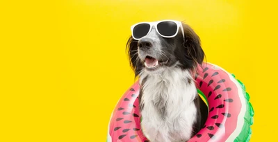 Tips To Keep Your Dog Happy This Summer