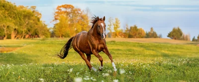 Spring into Wellness and Boost Your Horse’s Health this Spring 