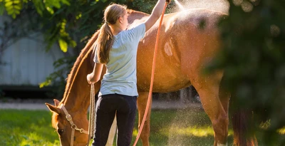 Sun's Out, Safety On: Keeping Your Horse Happy in the Heat