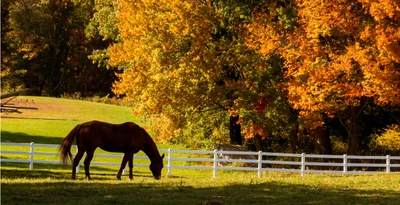 Low on Vitamin D? Your Horse Might Be Too