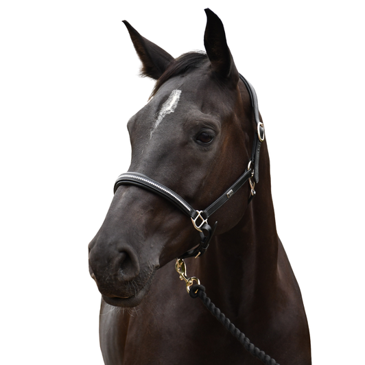 Rocco Italia Milano Leather Headcollar
