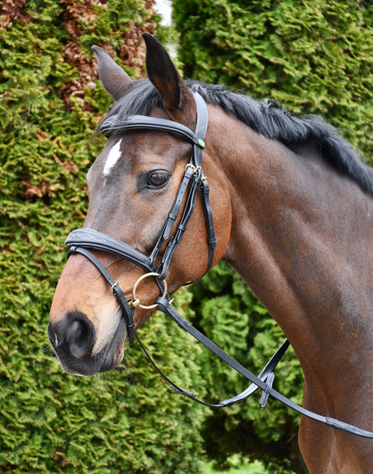 Rhinegold Wide Stitch Anatomical Flash Bridle Rhinegold Wide Stitch Anatomical Flash Bridle
