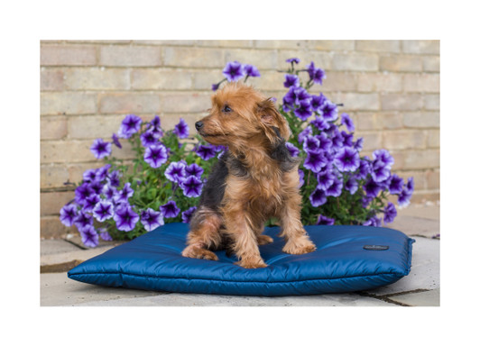 Tough durable dog bed made from a waterproof outer and soft lining that can be removed and washed.

This sturdy bed is suitable for all breeds with a waterproof outer and removeable machine washable liner.

Tough enough for working dogs.