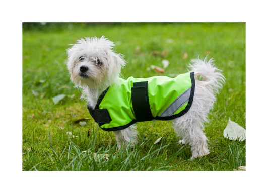 Tough durable dog coat with a soft and cosy liner.

Made in the UK

Easy to use hook and loop front and belly straps

Contoured seams and reflective stripe to keep your canine companion safe on those dark nights!