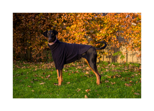 Made from quality anti piling fleece, this stretchy jumper will help keep your pooch warm when the weather turns

Looks stunning and is easy to fit, offers your dog a touch of comfort