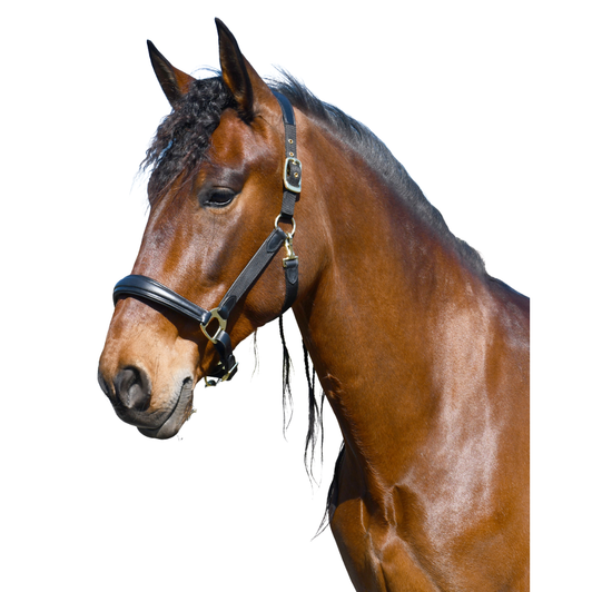 Rhinegold Anatomical Softee Leather Padded Headcollar