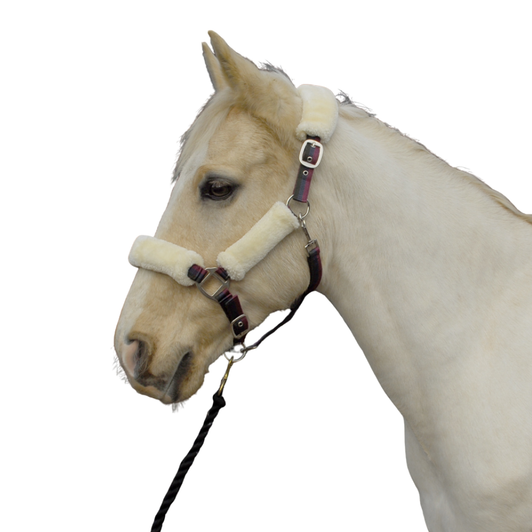 Rhinegold Fur Trimmed And Lined Nylon Headcollar