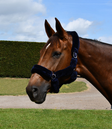 Rhinegold Fur Trim Headcollar