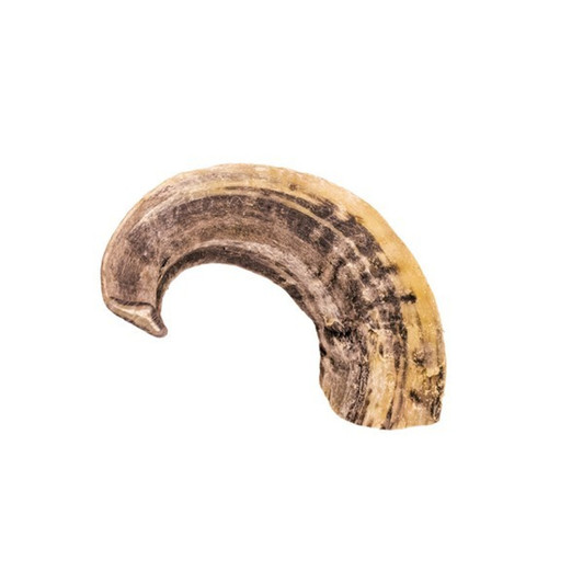 Ram’s horns are long-lasting natural dog chews
that provide hours of fun for dogs. Gluten free
