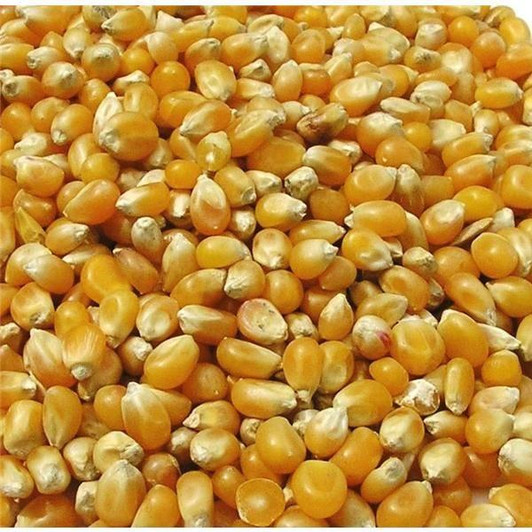 French Whole Maize