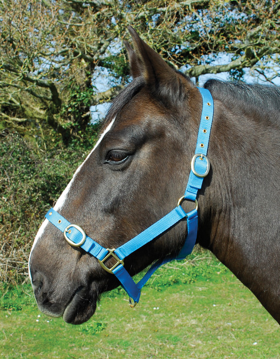 Nylon headcollar is made from a double layer 1 nylon web.

It features an adjustable headpiece and noseband with brass eyelets and buckles.

A strong and great value headcollar for everyday use.