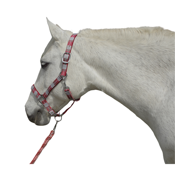 Rhinegold Carnival Headcollar & Rope