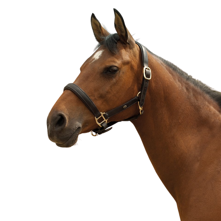 Heritage Padded Leather Headcollar