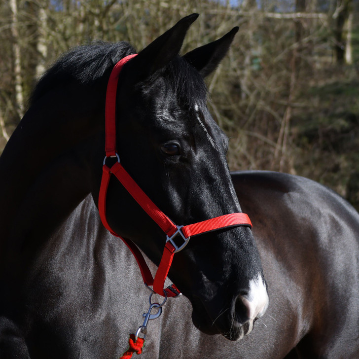 Whitaker Pockley Padded Headcollar