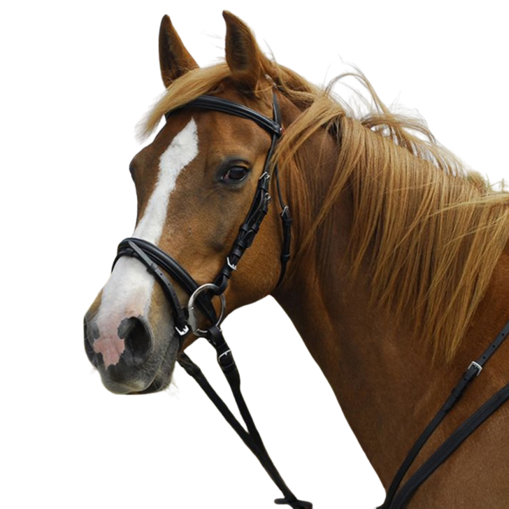 Windsor Leather Flash Bridle