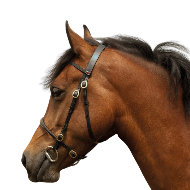 Windsor In-hand Bridle