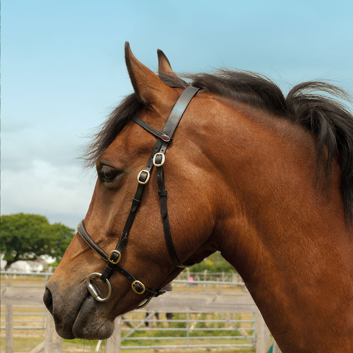 Windsor In-hand Bridle