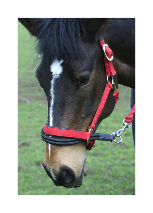 Ezyloader Headcollar