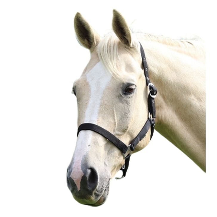 Shires Wessex Headcollar