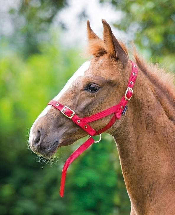 Shires Foal Slip