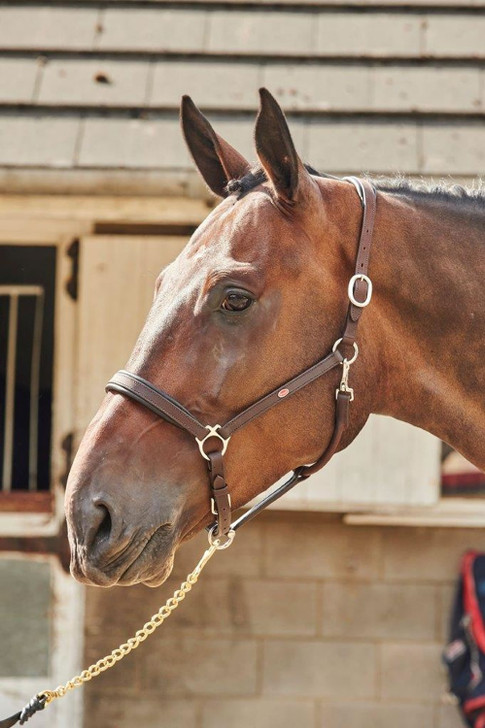 Whitaker Ready To Ride Leather Headcollar