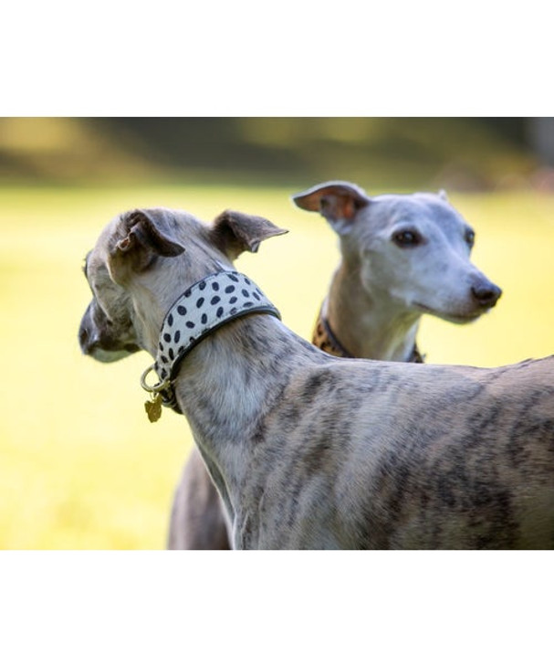 A contemporary twist on a classic style, this ultra-chic printed cow hair greyhound collar looks effortlessly sophisticated on any country loving pooch. Designed to suit sighthounds. Printed cow hair, padded leather, brass fittings, Digby & Fox detailing.