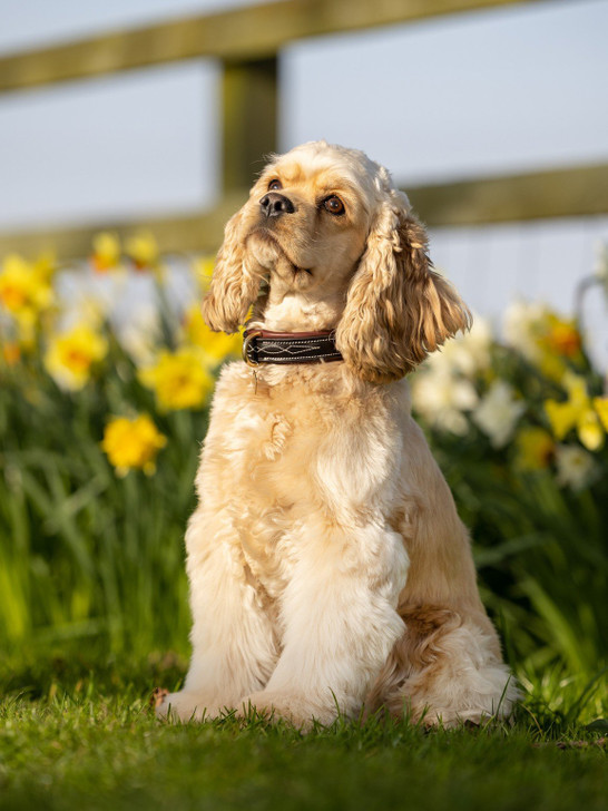 Beautifully crafted soft padded leather collar with solid metal fittings, elegant stitch details and flexible leather outer. The D-ring sits in the middle of the collar for easy lead attachment away from the metal buckle.

Matches perfectly with the Windsor Lead.