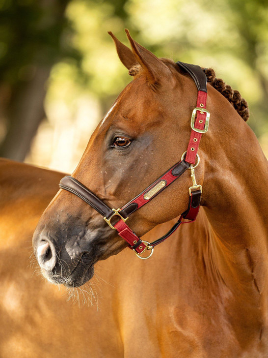 This luxury leather headcollar is beautifully crafted with soft leather, strong nylon and solid metal fittings for a high quality stylish finish.

The wide, contoured, pressure relieving headpiece provides maximum comfort along with padded leather lined throat lash, cheeks and noseband.