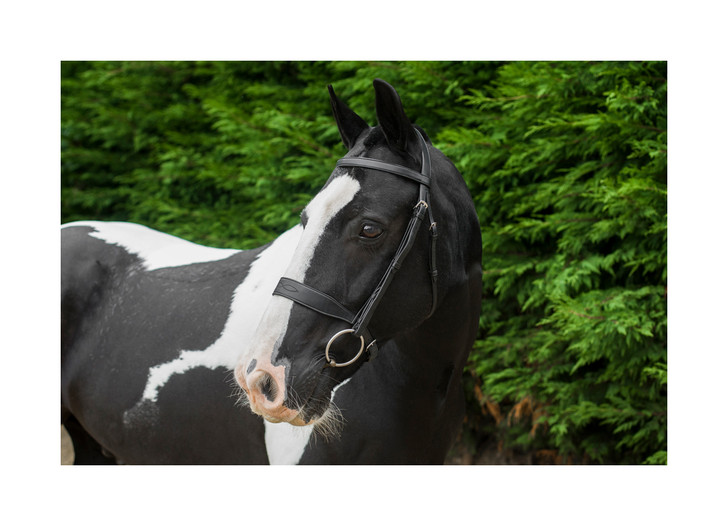 The Cameo Show Bridle is a beautiful in its balanced simplicity allowing the luxurious eco leather and skilled craftsmanship to speak for itself. 

Made to a classic traditional design with a broad noseband with matching stitching detail and plain browband this bridle is fit to grace any show ring.