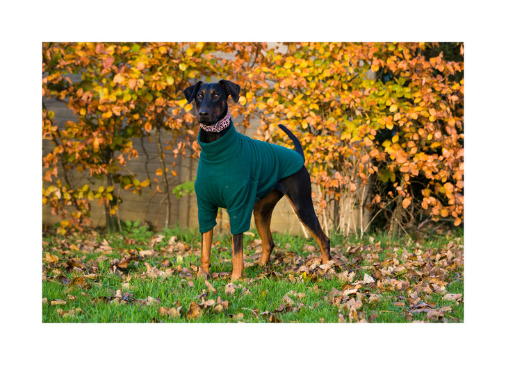 Made from quality anti piling fleece, this stretchy jumper will help keep your pooch warm when the weather turns

Looks stunning and is easy to fit, offers your dog a touch of comfort