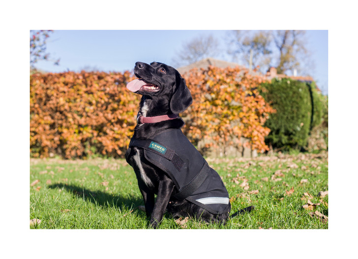 Made in the UK, our canvas dog coat is designed using a traditional waterproof and rot proof canvas with soft tartan lining

Ultimate traditional dog coat offering your dog supreme protection

3 stunning colours, black, green and purple

Easy no hassle fitting