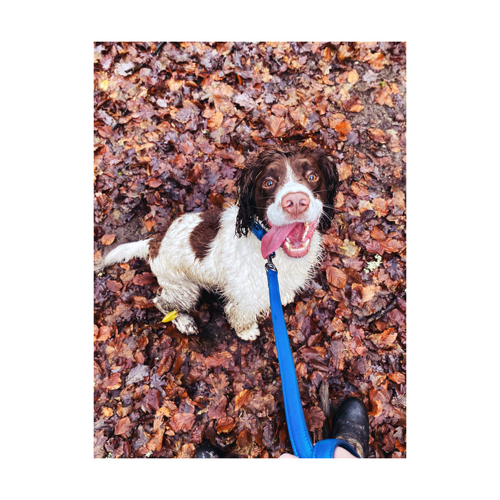 Gorgeously soft premium leather dog lead available in 2 elegant colours

Perfectly soft to provide your canine companion with a luxurious feel, this collar is crafted from the finest quality leather,

Available in Blush Pink or Cobalt Blue