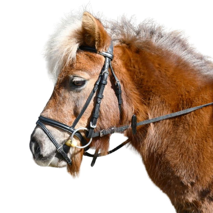 Windsor Leather Mini Flash Bridle