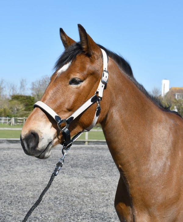 Beautiful Webbing and Leather Headcollar. Padded leather at the crown, noseband, throat piece and the cheeks.
Quality webbing doubled for strength with a high sheen finish for a luxury look.
With a fully adjustable noseband, double side adjustments on the headpiece and a snap hook at the throat.