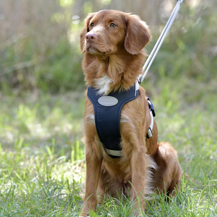The WeatherBeeta Explorer Dog Harness is a multipurpose dog harness that is hardwearing and easy to put on/take off with a strong D-ring for lead attachment. Featuring a reflective logo, piping and stitching for safety, so you can go explore with your dog at any time. A lightweight design that is breathable and highly wickable, with four adjustment points to ensure a perfect fit.
