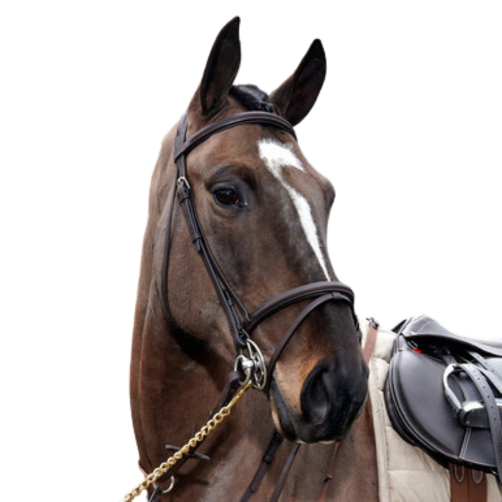 Whitaker Ready to Ride Leather Flash Bridle