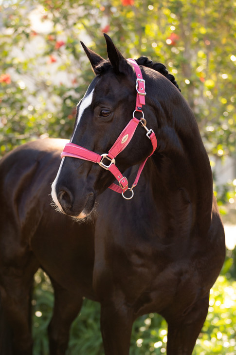 LeMieux Versailles Headcollar Cranberry