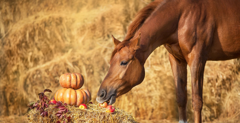 All treats no tricks this Halloween: Top picks for horses, dogs and more 