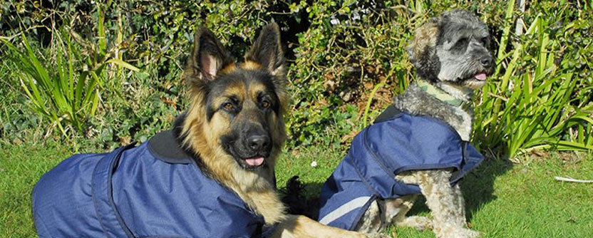 A Guide to Keeping Your Pup Warm, Dry, and Clean!