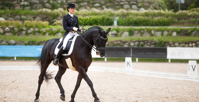 Essential Items for Beginner Dressage Riders