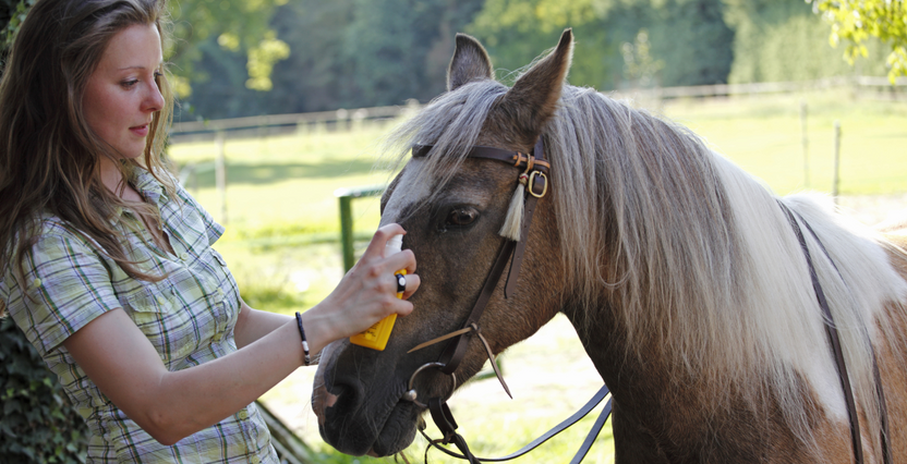 Our favourite fly sprays and deterrents for horses this summer