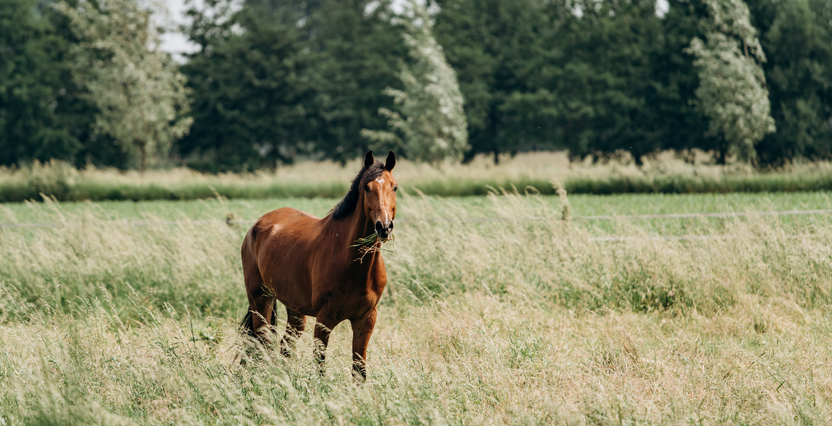 SPARAO - How to help your horse’s breathing 