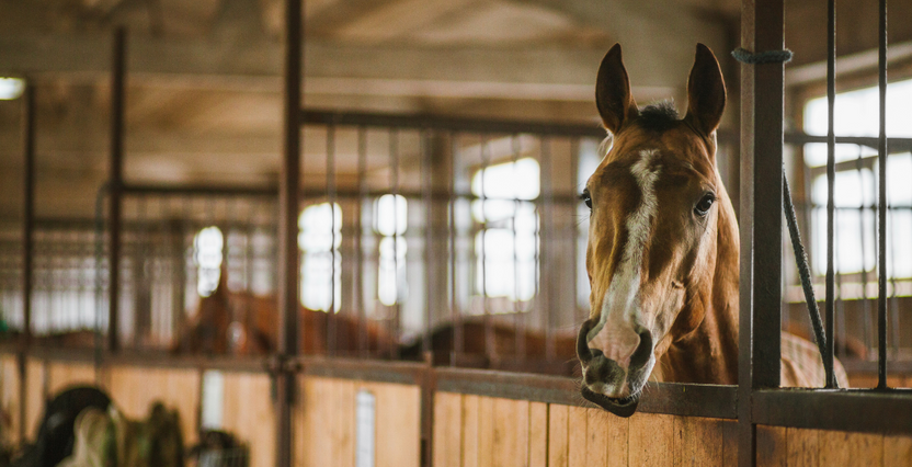 How to help your horse manage strangles