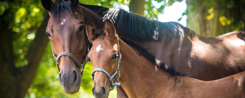 Managing Mares in Season - Equine Essentials Direct
